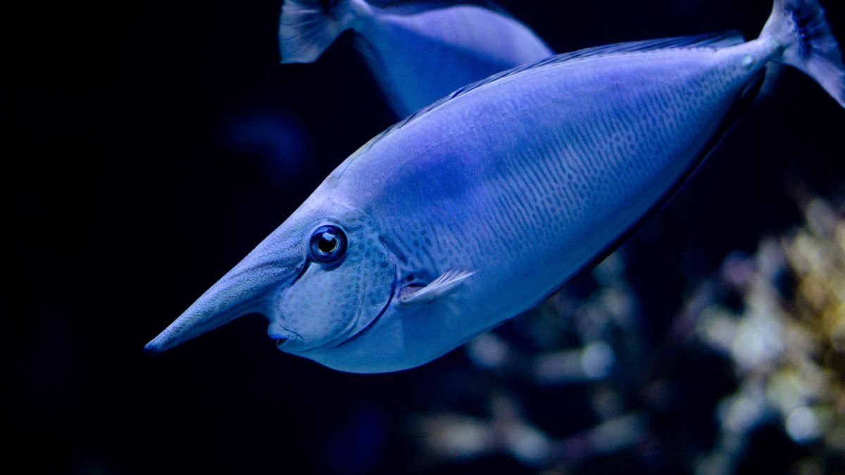 Acquario marino tipologie e step da seguire