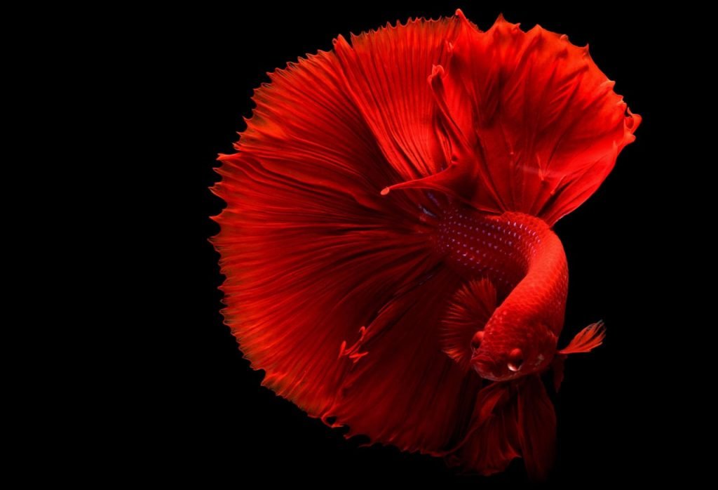 Betta splendens - vendita pesci per acquari roma
