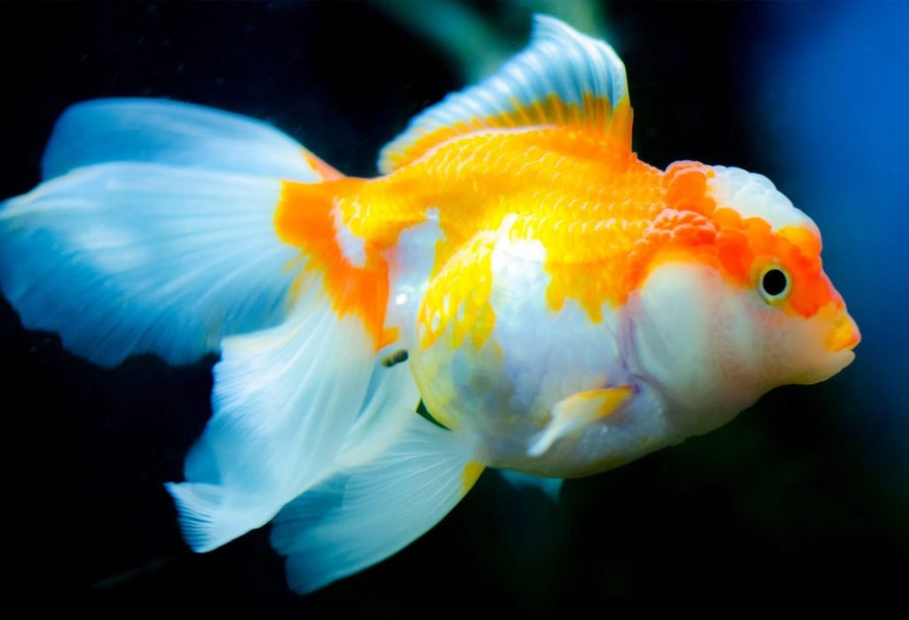 Oranda - vendita pesci per acquari roma