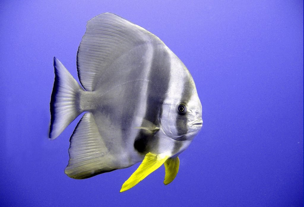 Platax orbicularis - vendita pesci per acquari roma