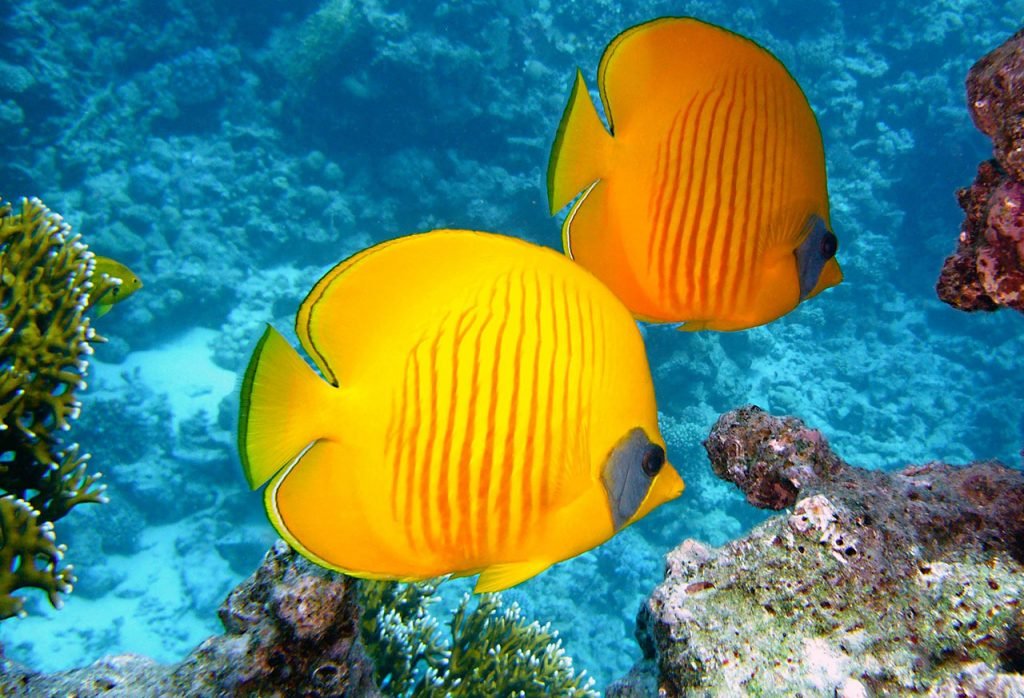 chaetodon semilarvatus - vendita pesci per acquari roma