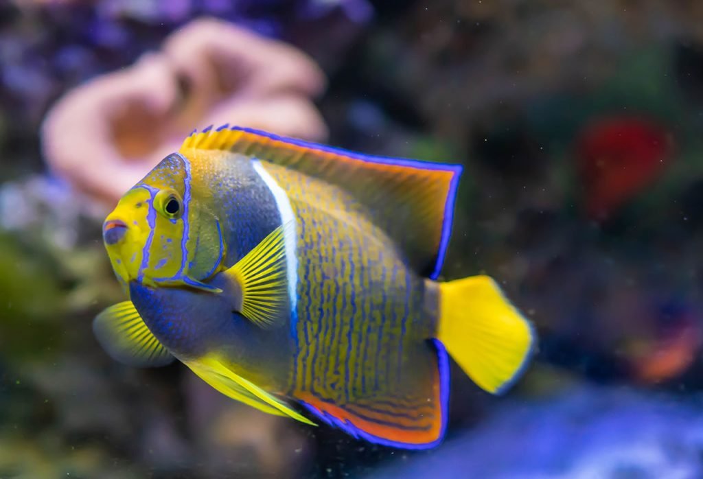 holacanthus passer - vendita pesci per acquari roma