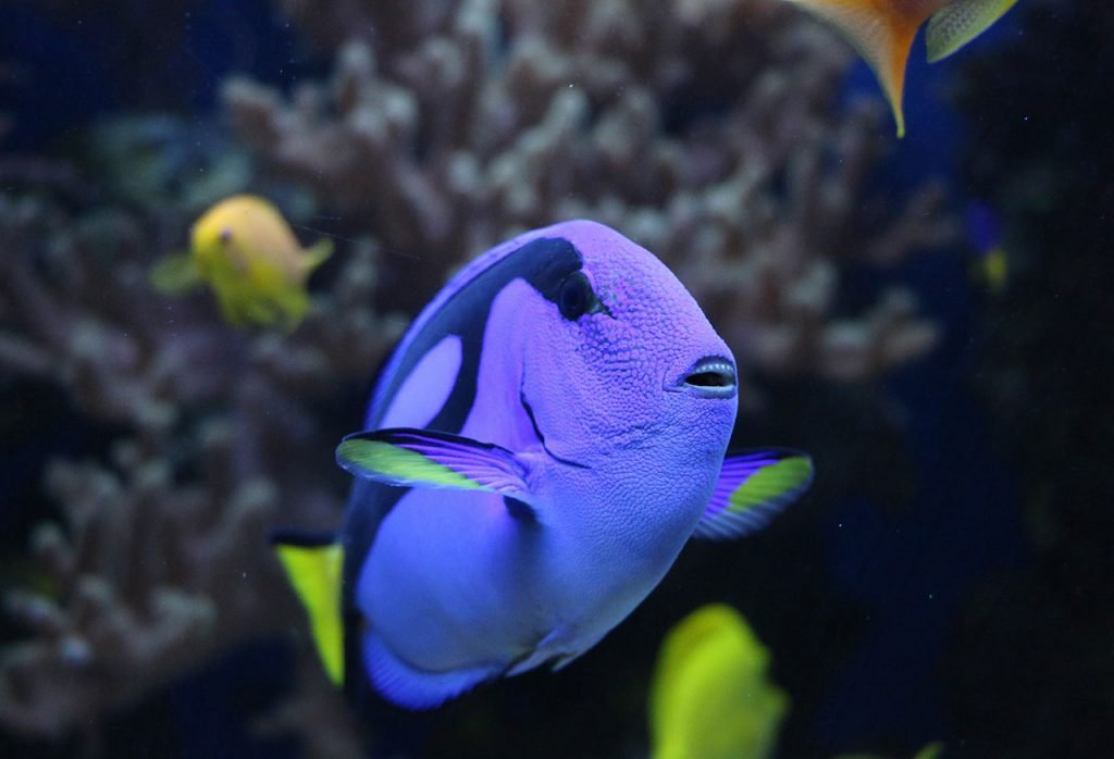 paracanthurus hepatus - vendita pesci per acquari roma