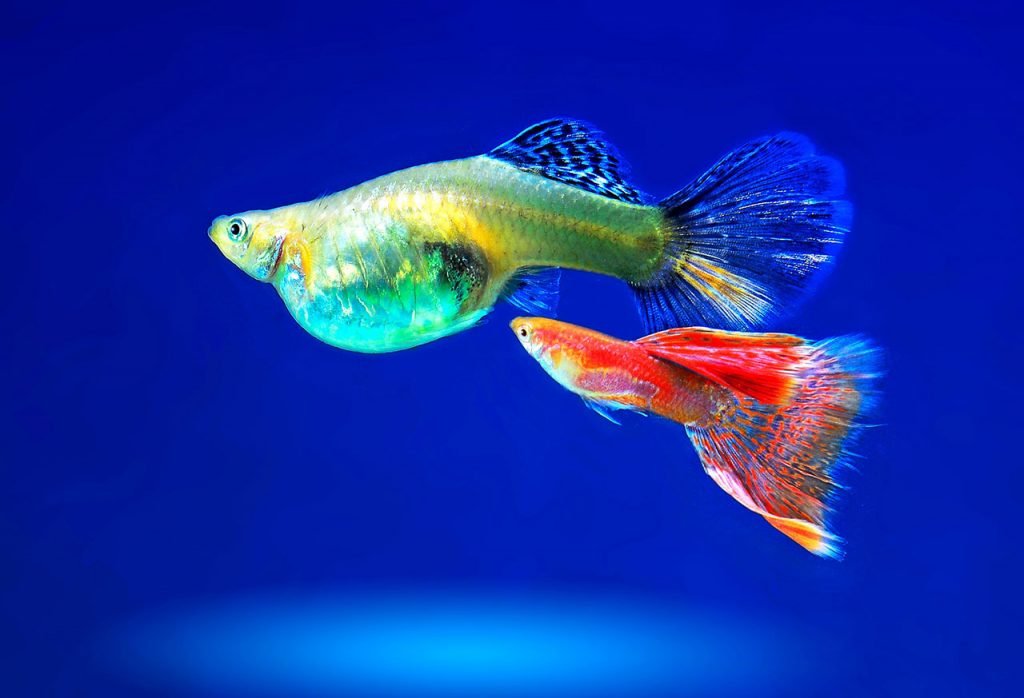 poecilia reticulata - vendita pesci per acquari roma
