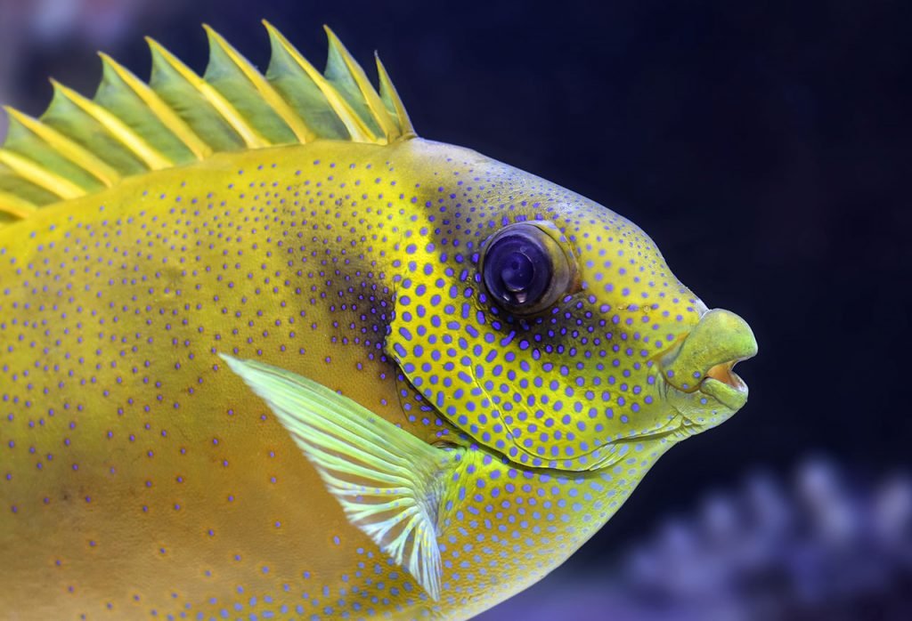 siganus guttatus - vendita pesci per acquari roma